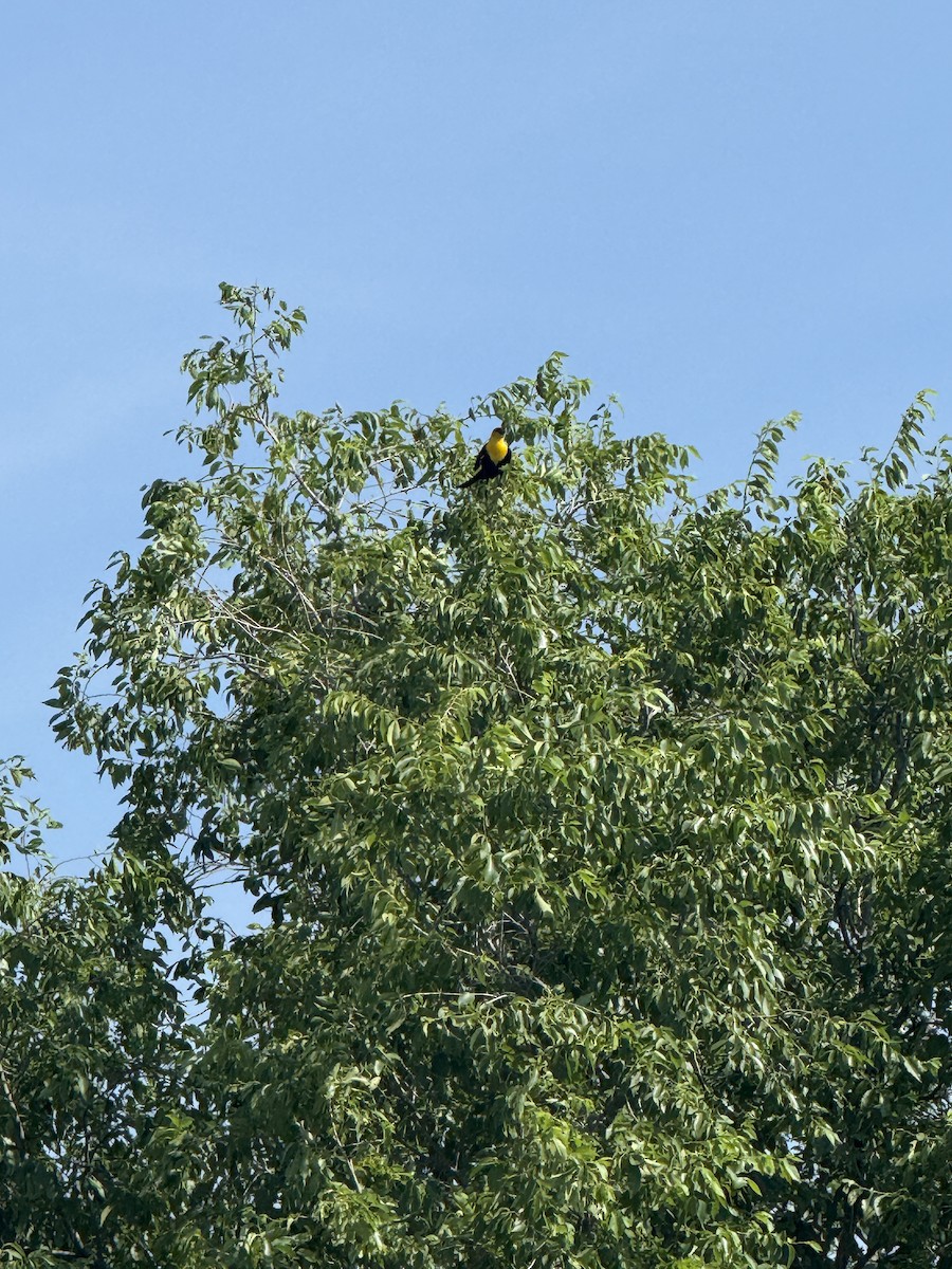 Yellow-headed Blackbird - ML638278232