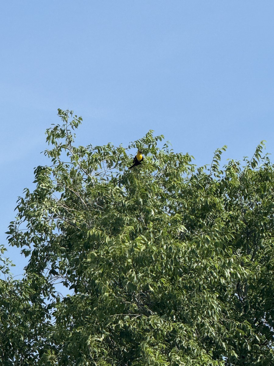 Yellow-headed Blackbird - ML638278233