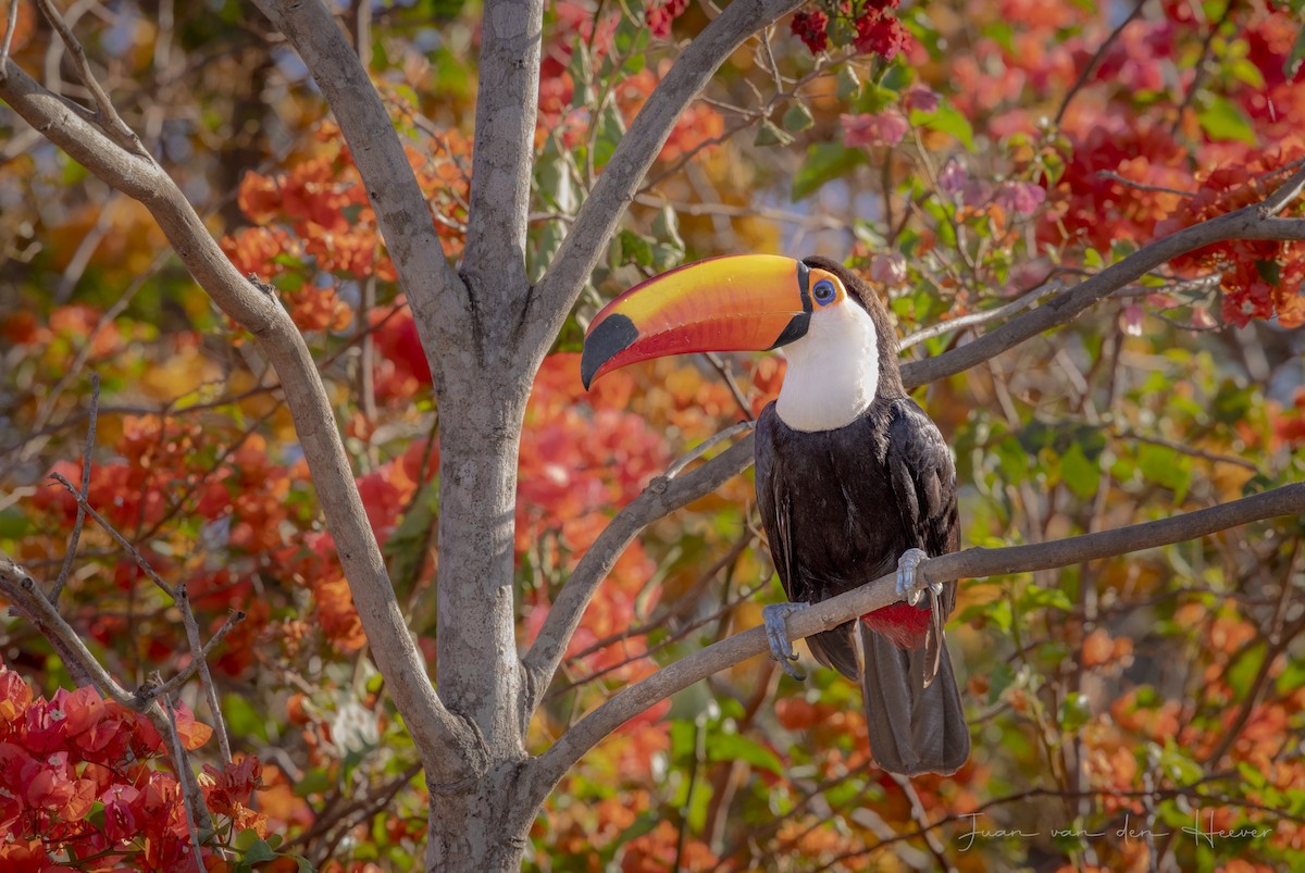 Toco Toucan - ML638278236