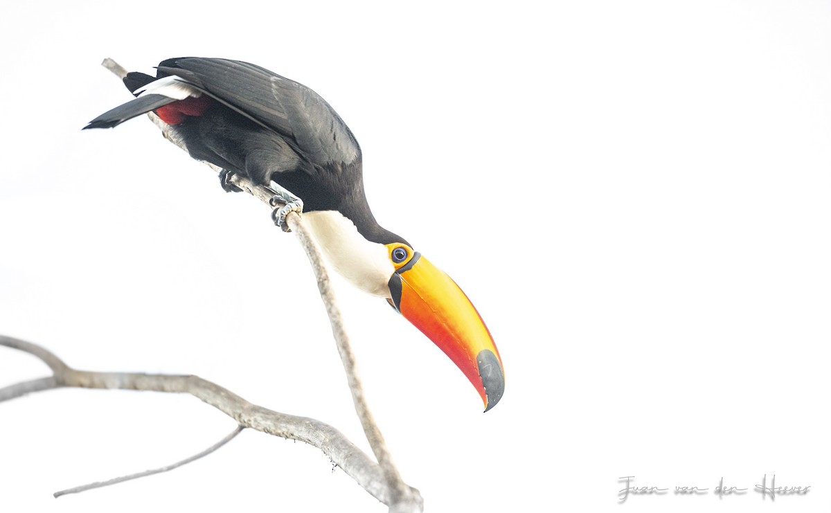 Toco Toucan - ML638278237