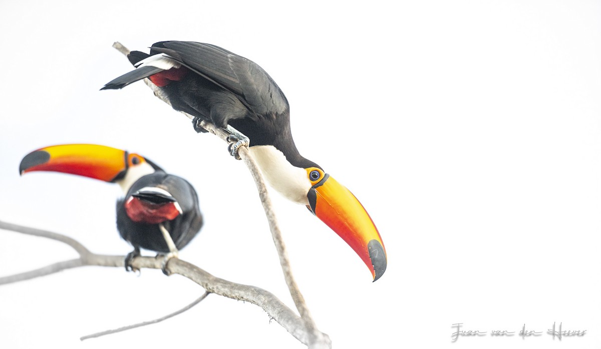 Toco Toucan - ML638278238