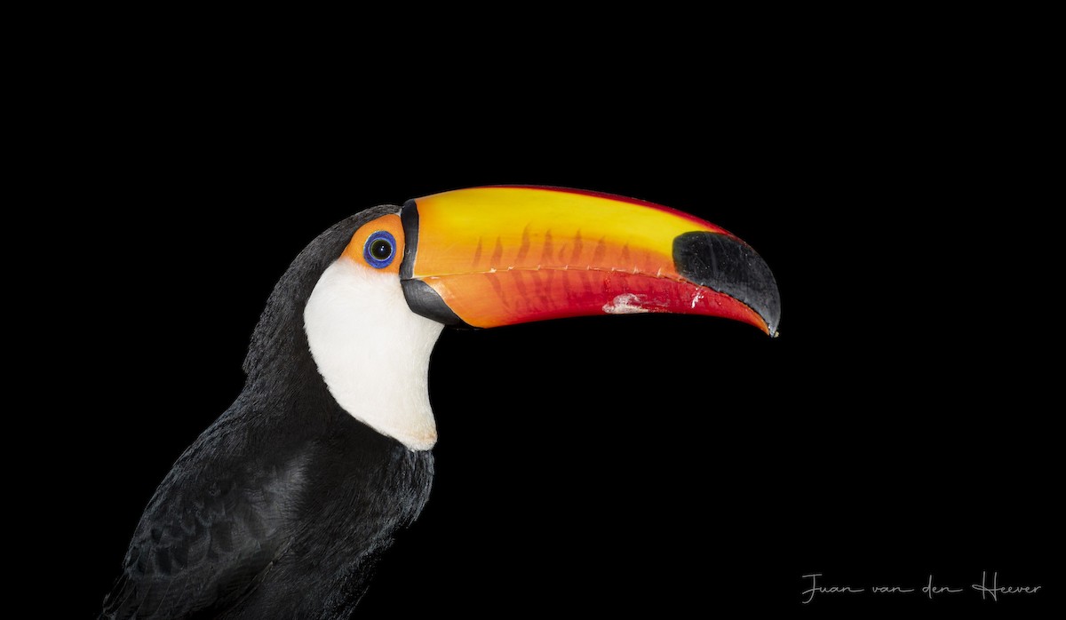 Toco Toucan - ML638278239