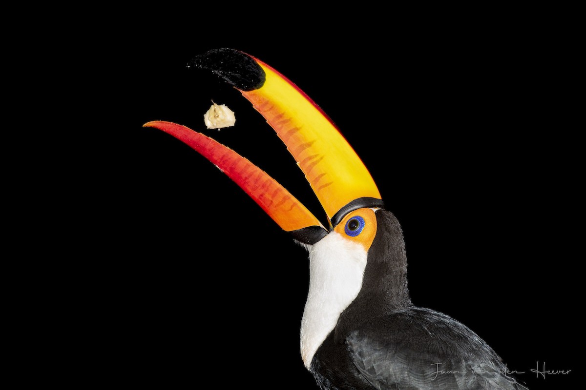 Toco Toucan - ML638278240