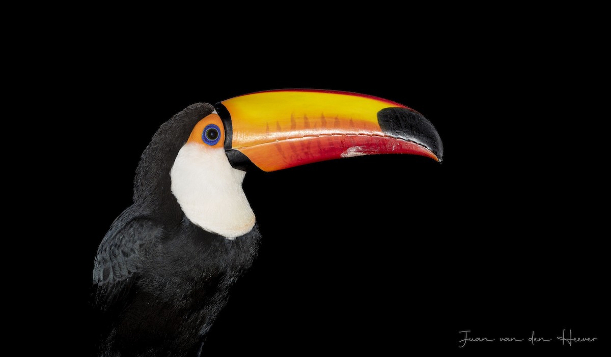 Toco Toucan - ML638278241