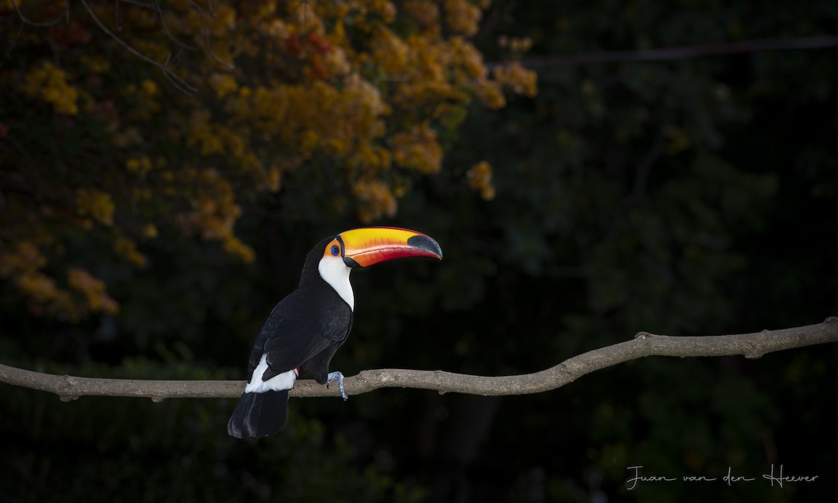Toco Toucan - ML638278242