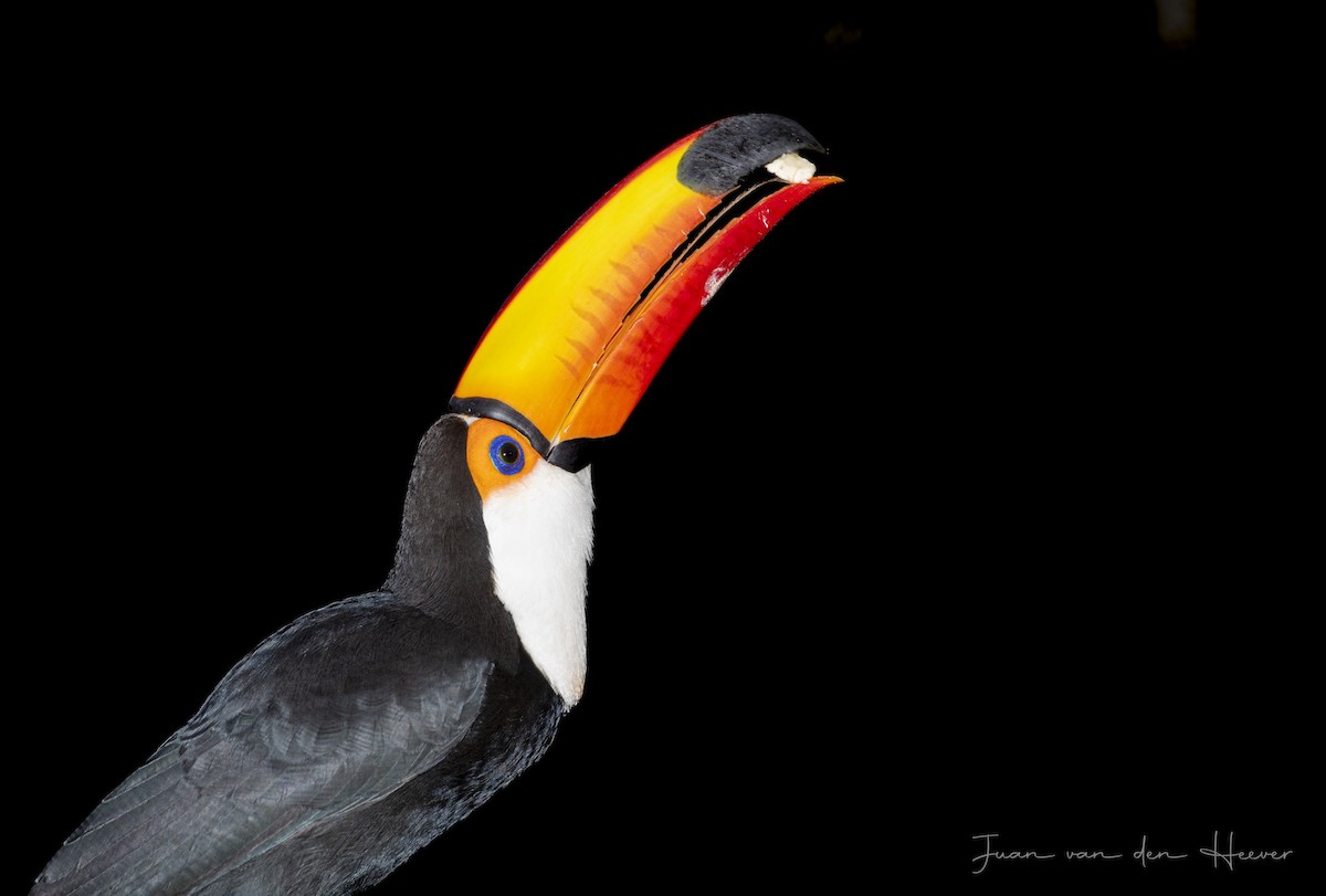 Toco Toucan - ML638278243
