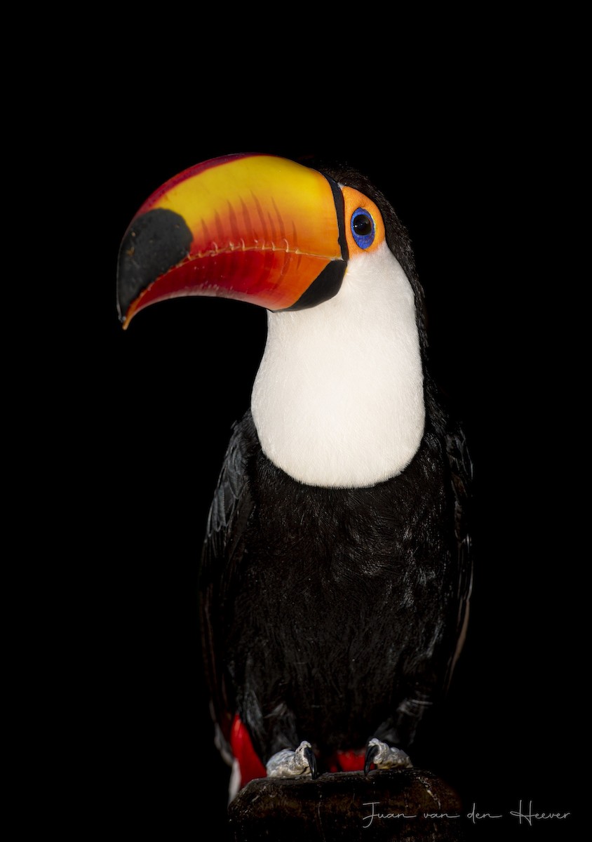 Toco Toucan - ML638278244