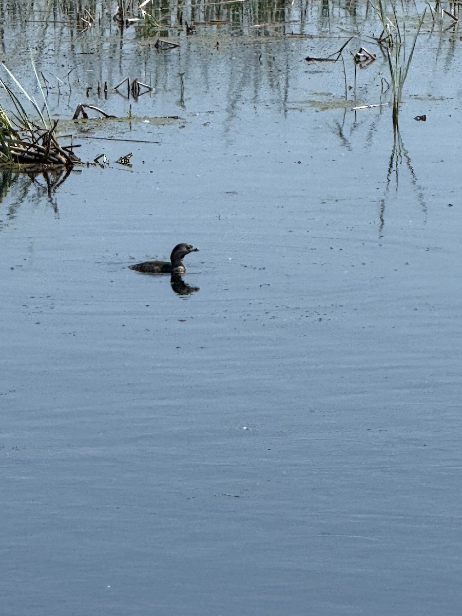 Pied-billed Grebe - ML638278257