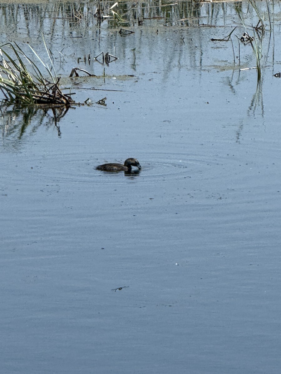 Pied-billed Grebe - ML638278258
