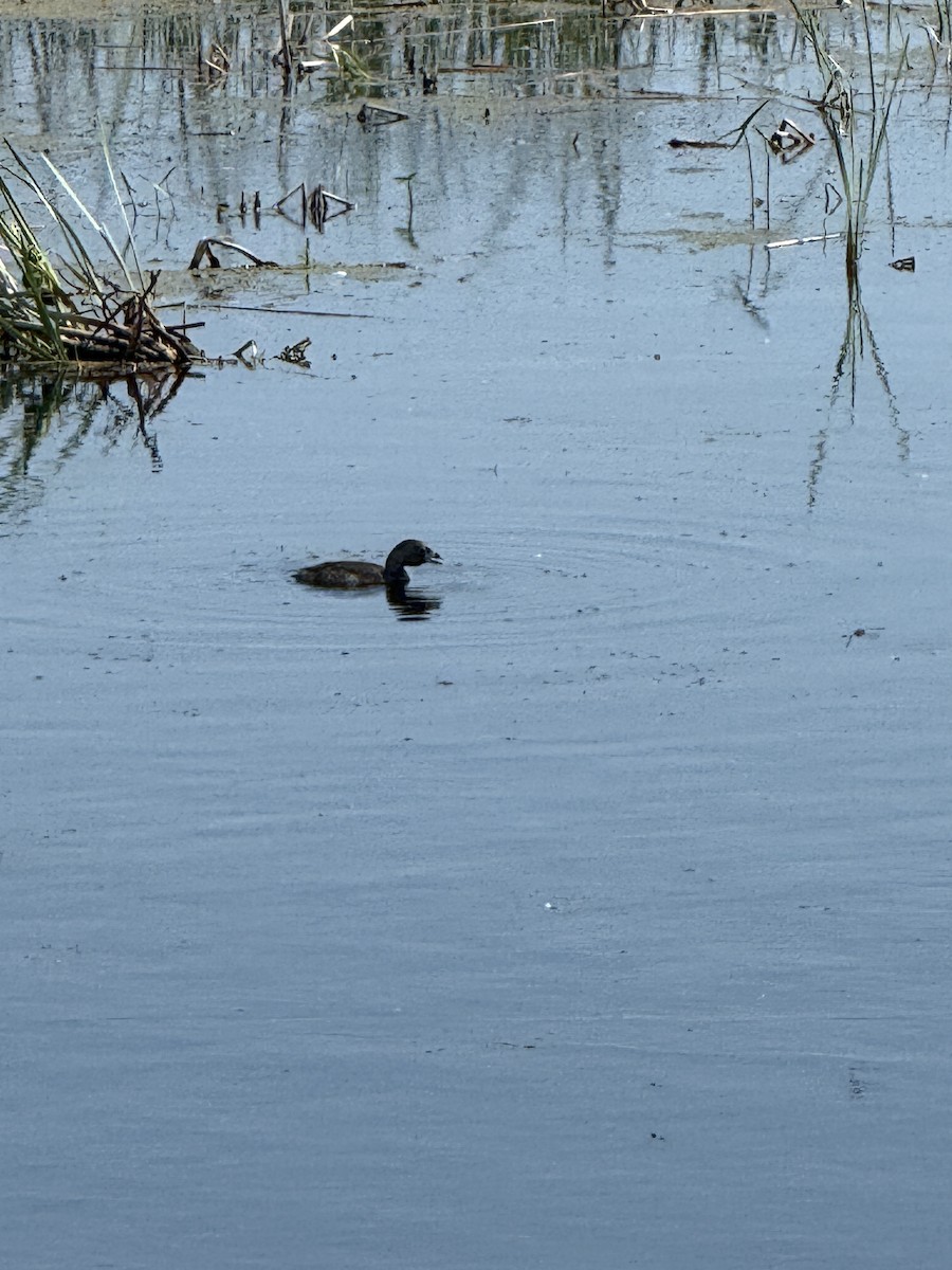 Pied-billed Grebe - ML638278259