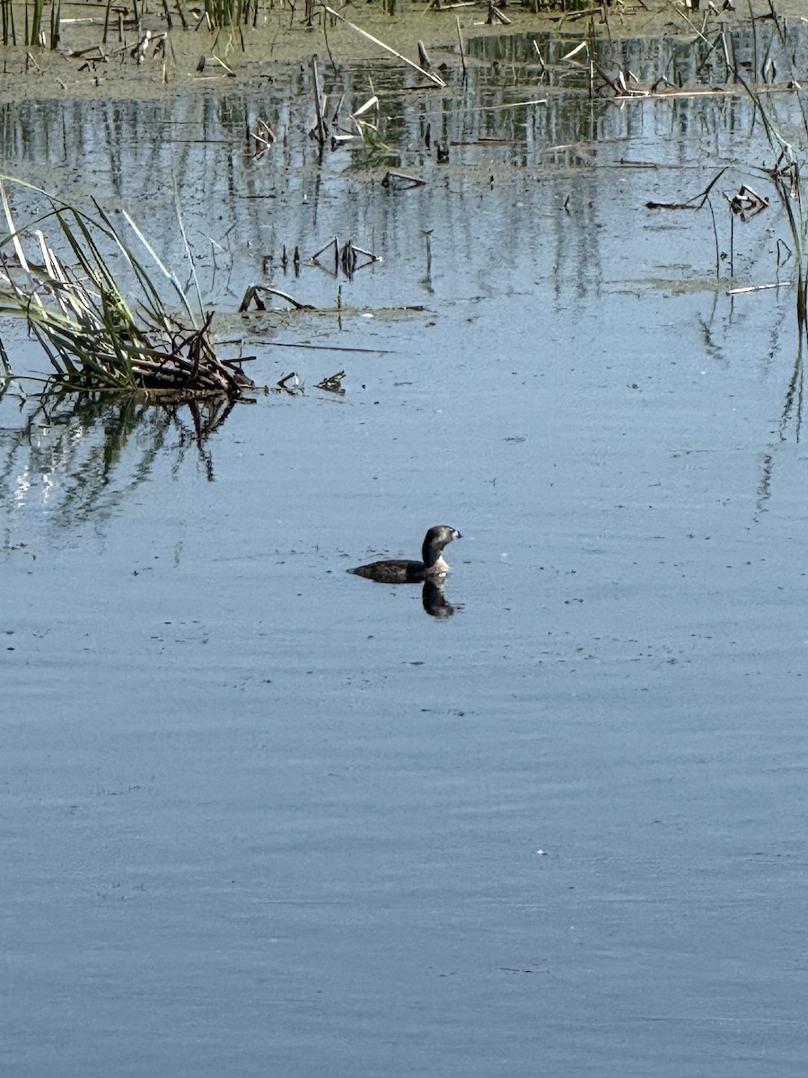 Pied-billed Grebe - ML638278260
