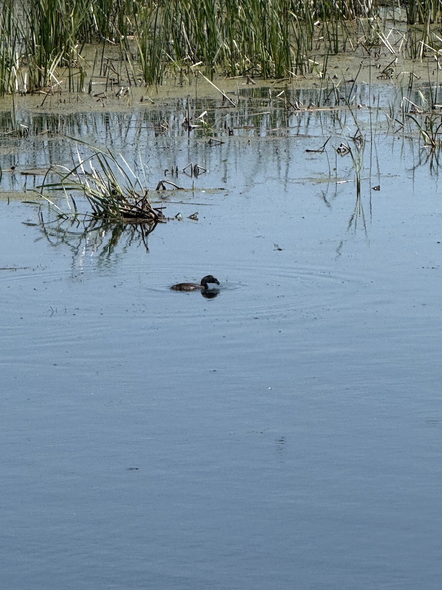 Pied-billed Grebe - ML638278261