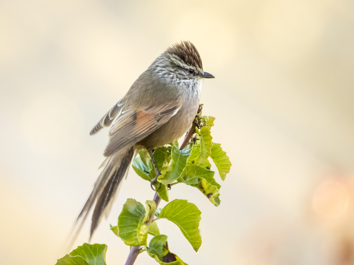 Plain-mantled Tit-Spinetail - ML638278265