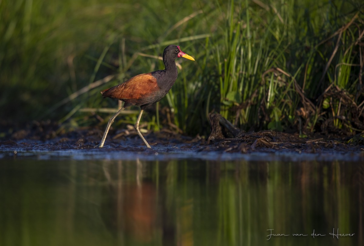 Wattled Jacana - ML638278272