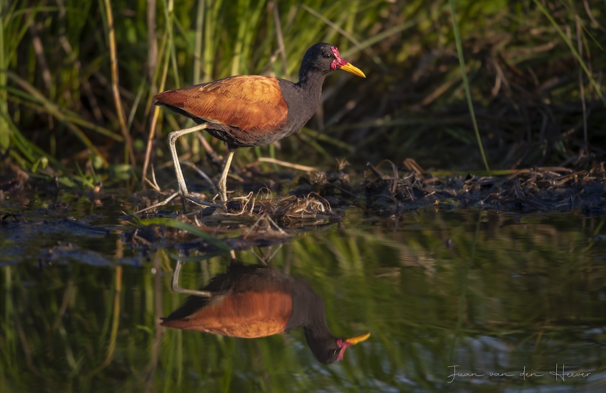 Wattled Jacana - ML638278273