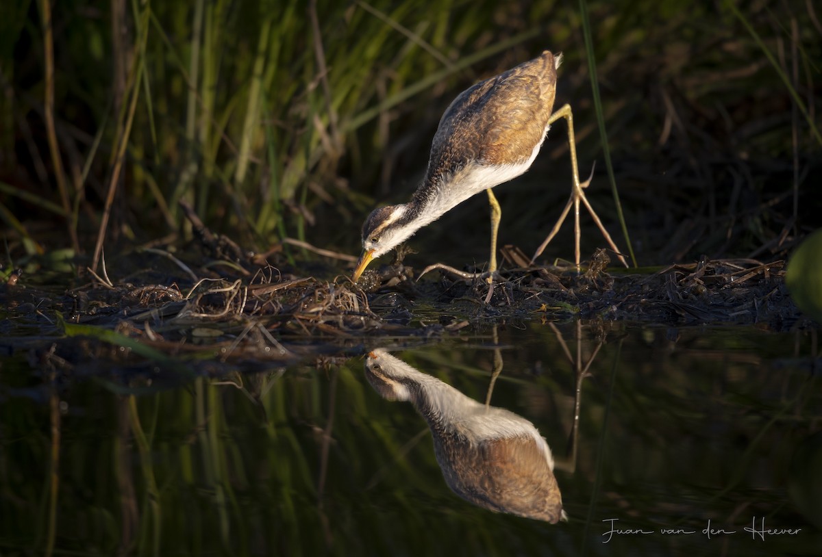 Wattled Jacana - ML638278274
