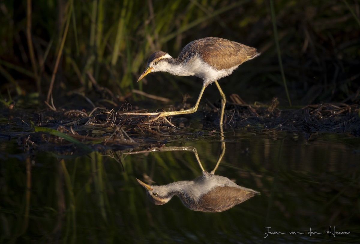 Wattled Jacana - ML638278275