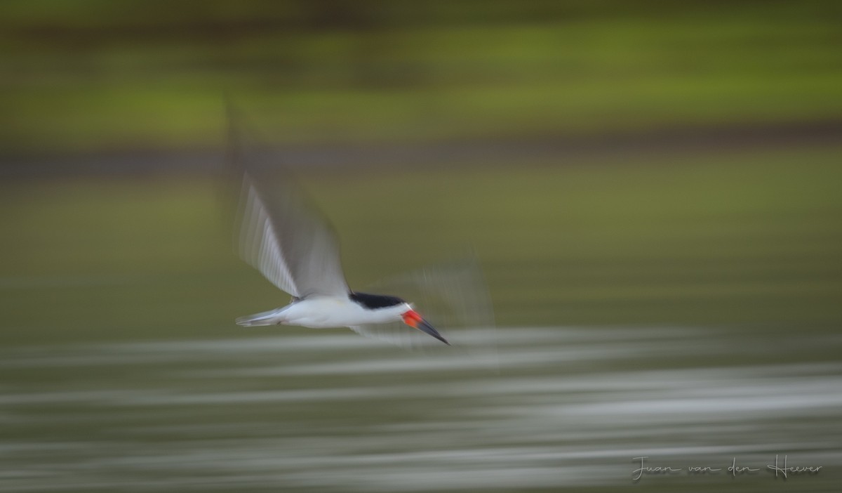 Black Skimmer - ML638278281
