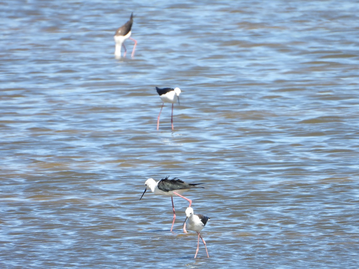Black-winged Stilt - ML638278288