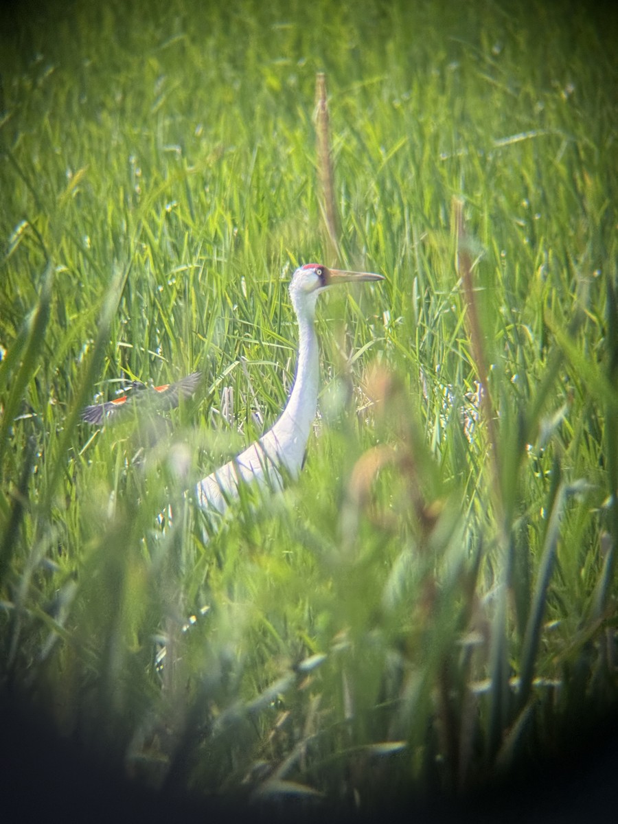 Whooping Crane - ML638278289