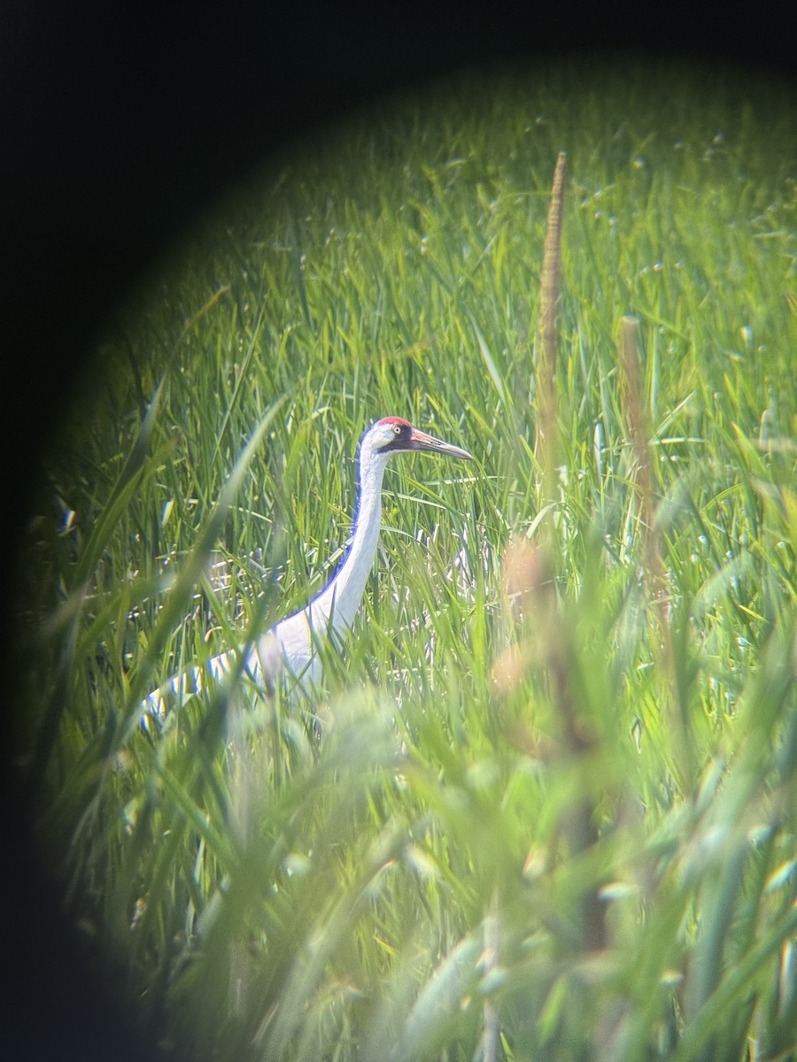Whooping Crane - ML638278290