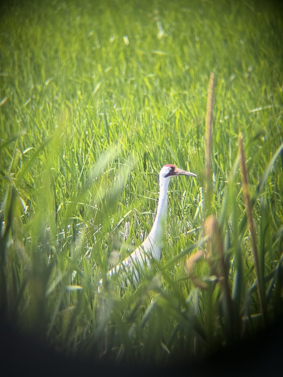 Whooping Crane - ML638278291