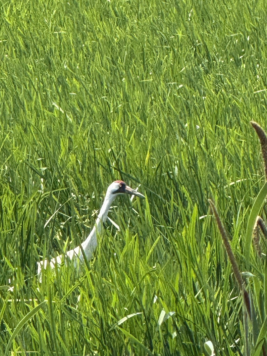 Whooping Crane - ML638278292