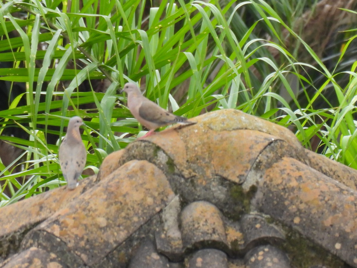 Eared Dove - ML638278293