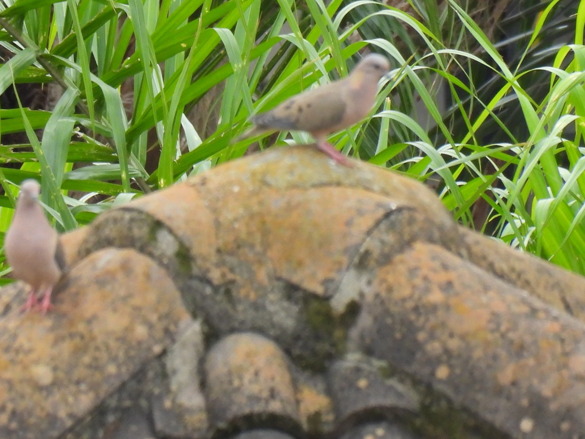Eared Dove - ML638278301