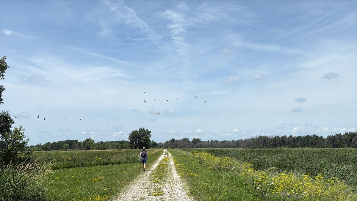 American White Pelican - ML638278306