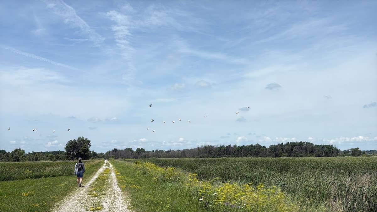 American White Pelican - ML638278307