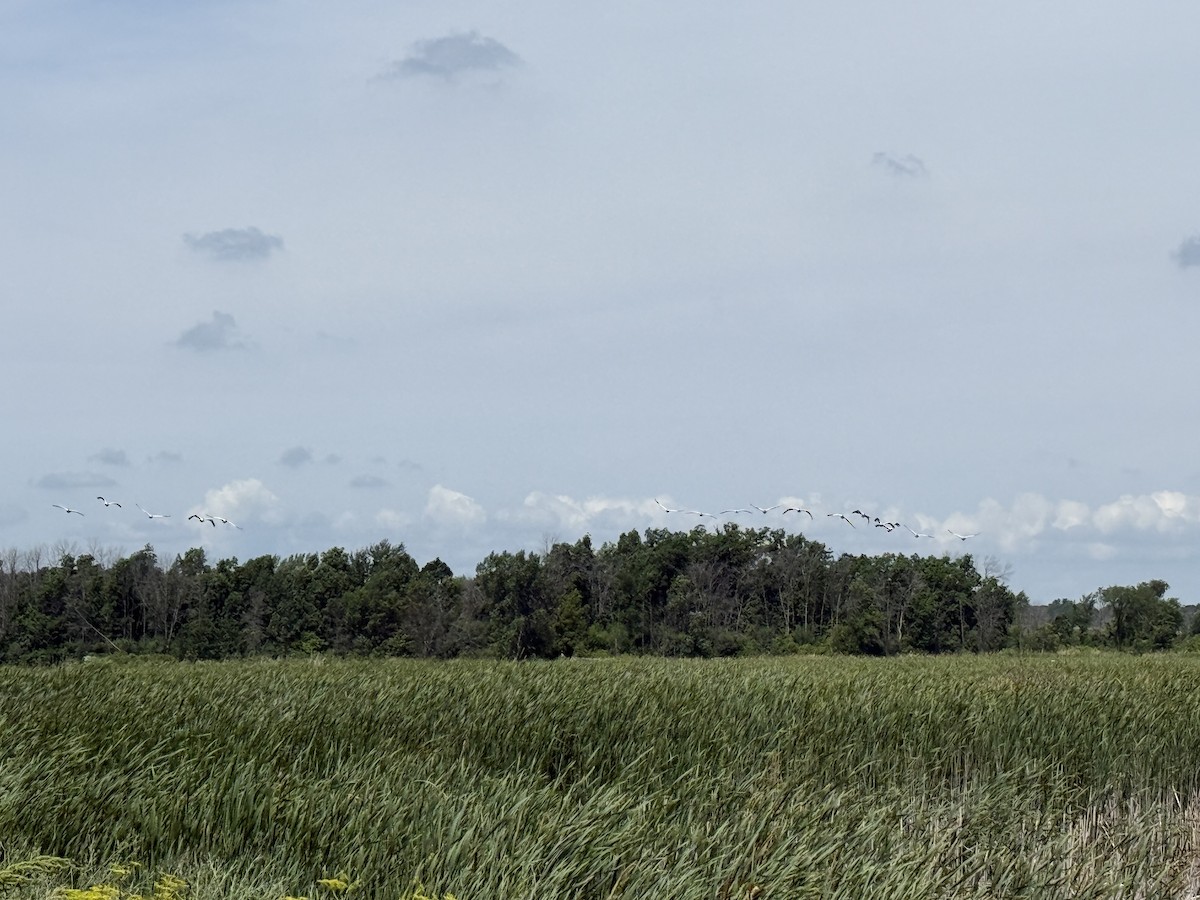 American White Pelican - ML638278308
