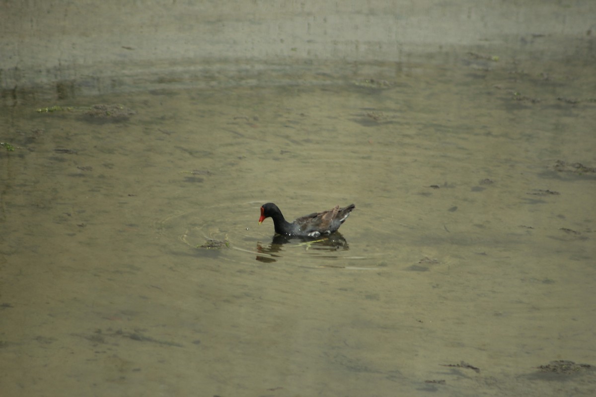Common Gallinule - ML638278310