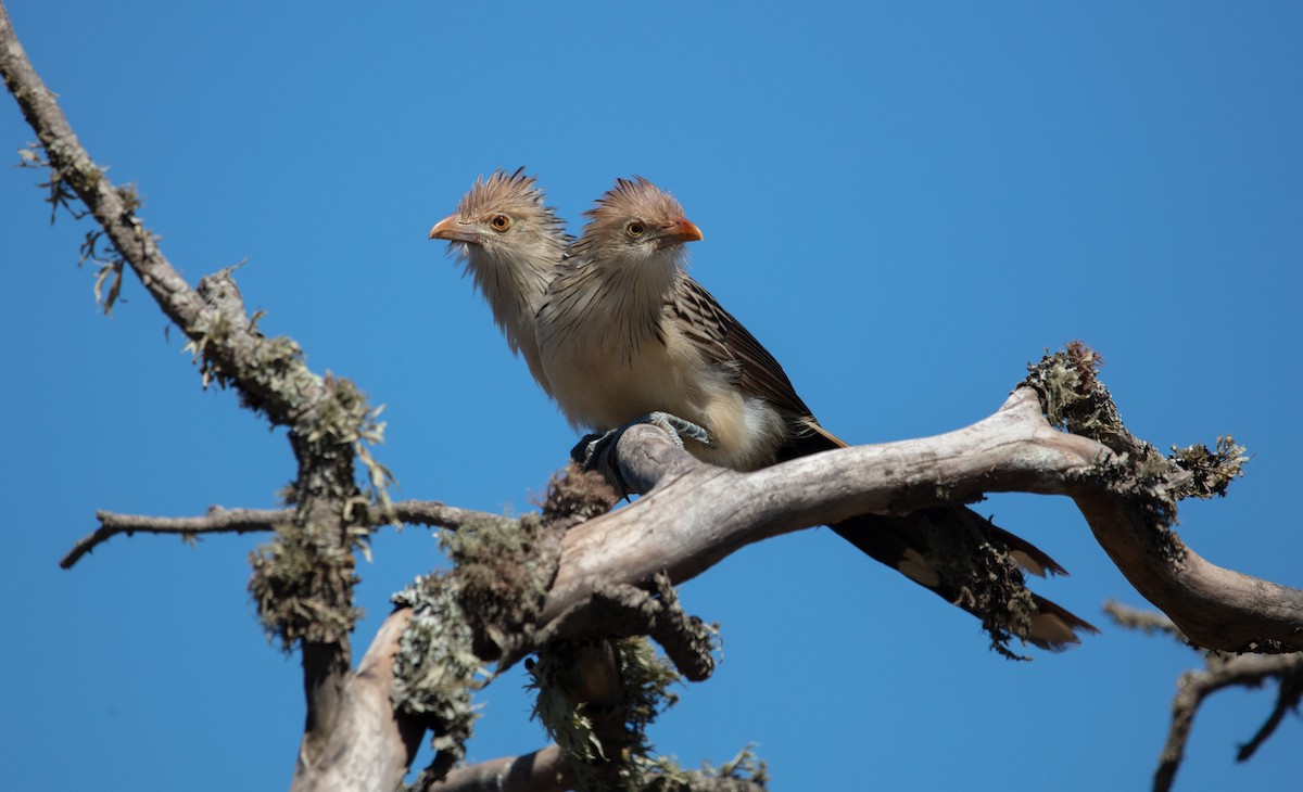 Guira Cuckoo - ML638278319