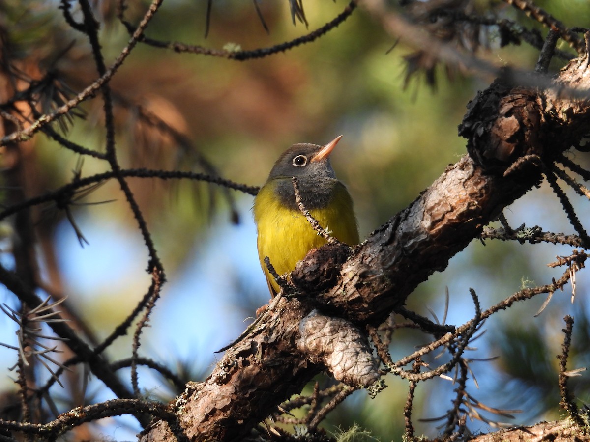 Connecticut Warbler - ML638278327