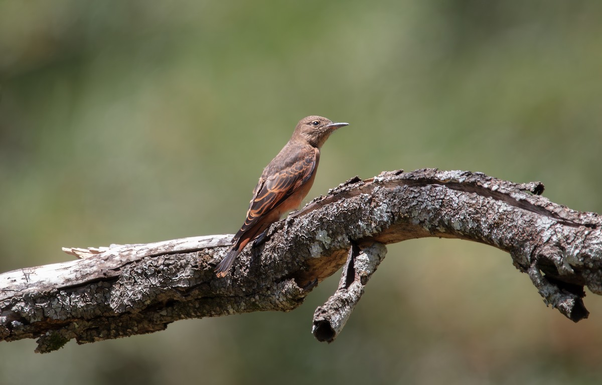 Cliff Flycatcher - ML638278346