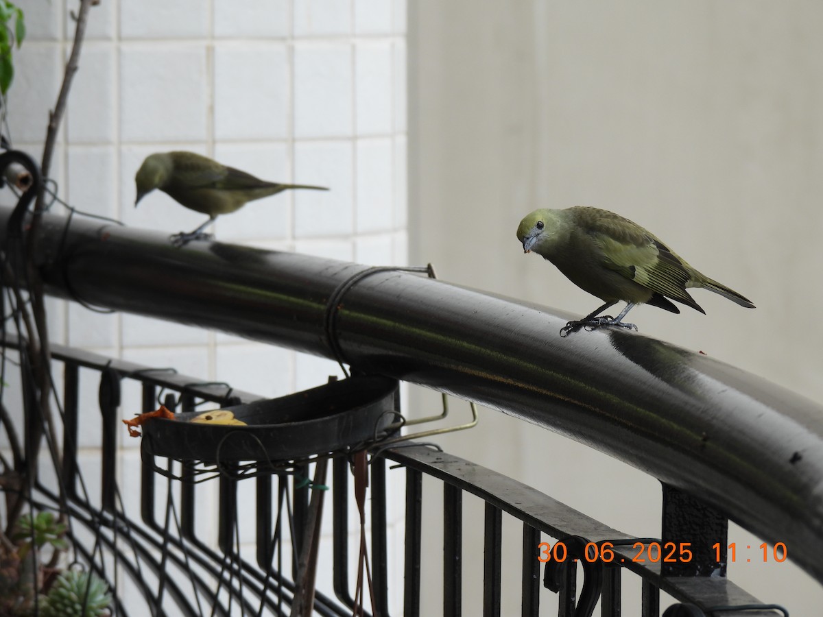 Palm Tanager - ML638278351