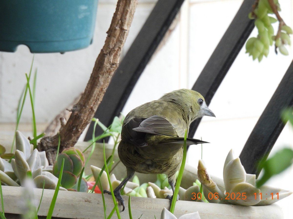 Palm Tanager - ML638278361