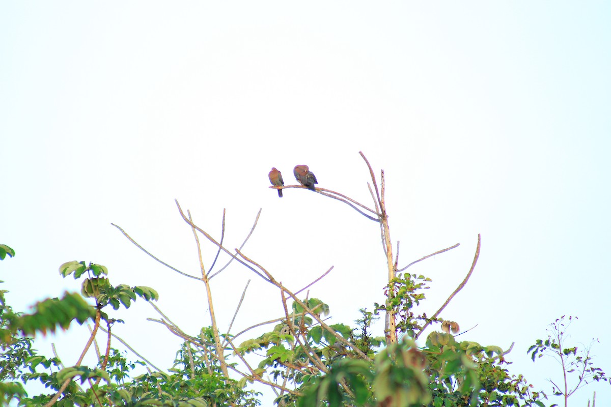 Red-billed Pigeon - ML638278366