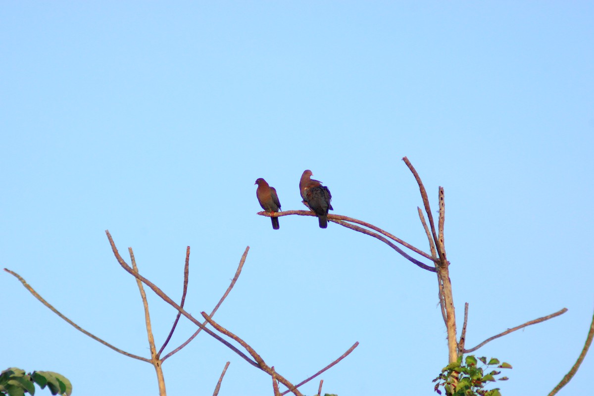 Red-billed Pigeon - ML638278367