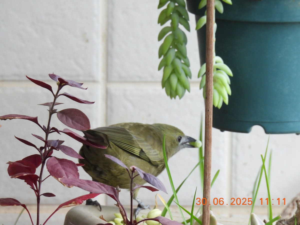 Palm Tanager - ML638278368