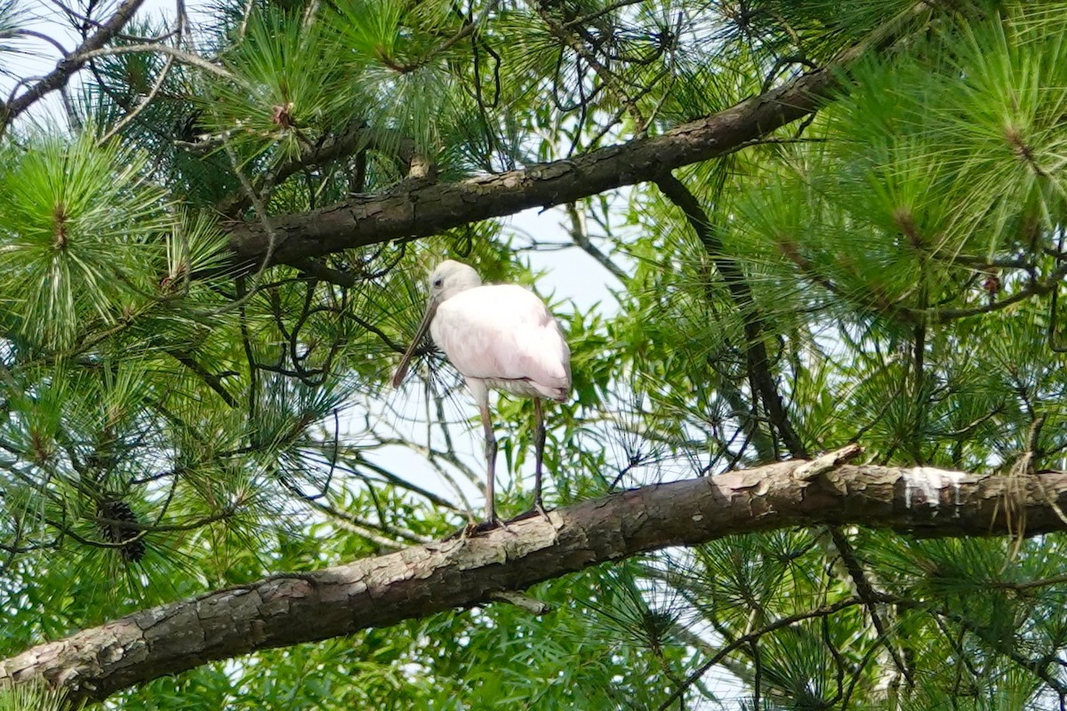 Roseate Spoonbill - ML638278369