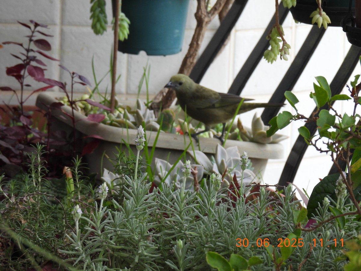 Palm Tanager - ML638278370