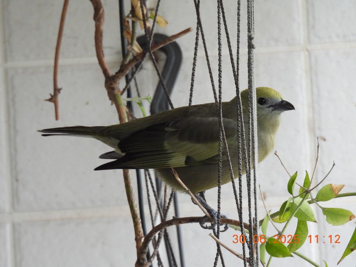 Palm Tanager - ML638278377