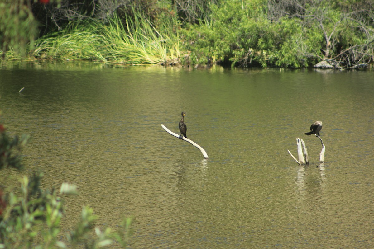 Double-crested Cormorant - ML638278379