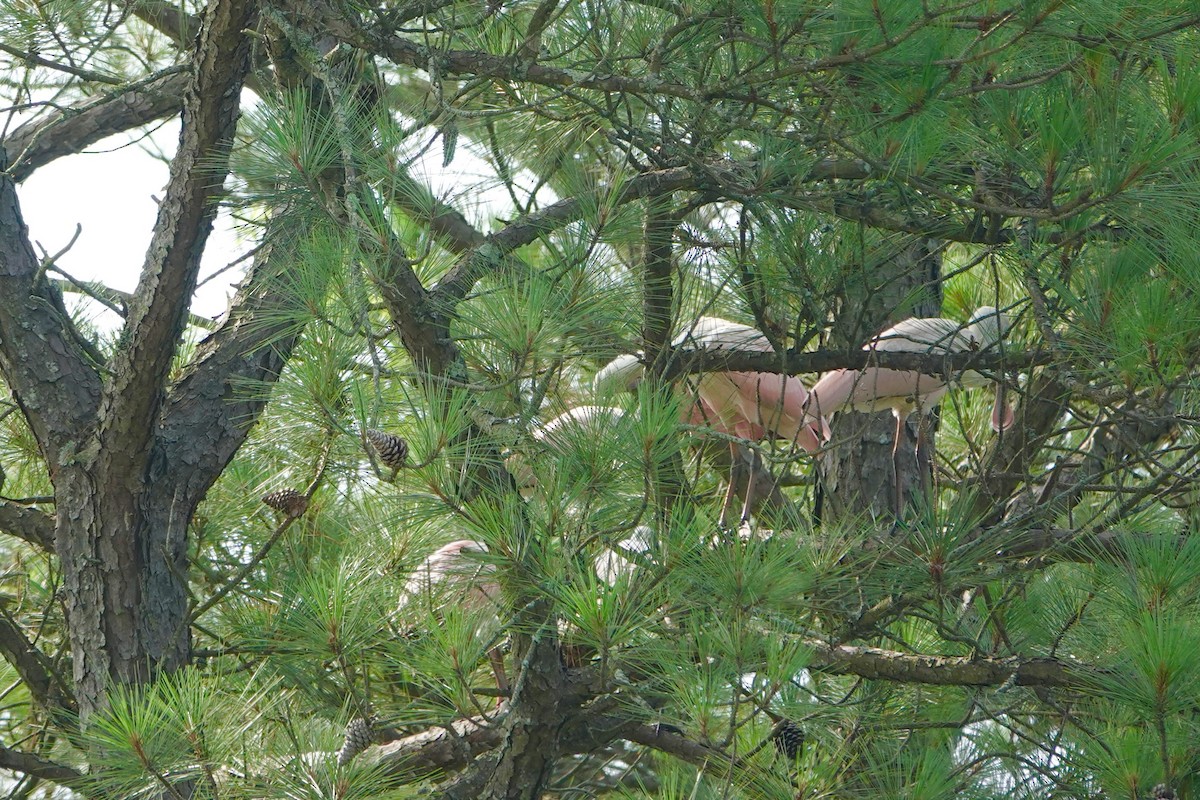 Roseate Spoonbill - ML638278383