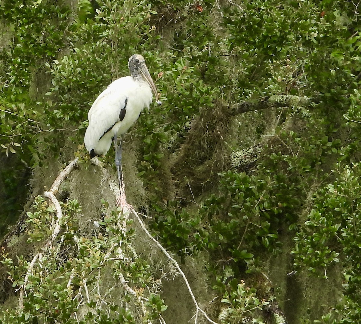Wood Stork - ML638278388