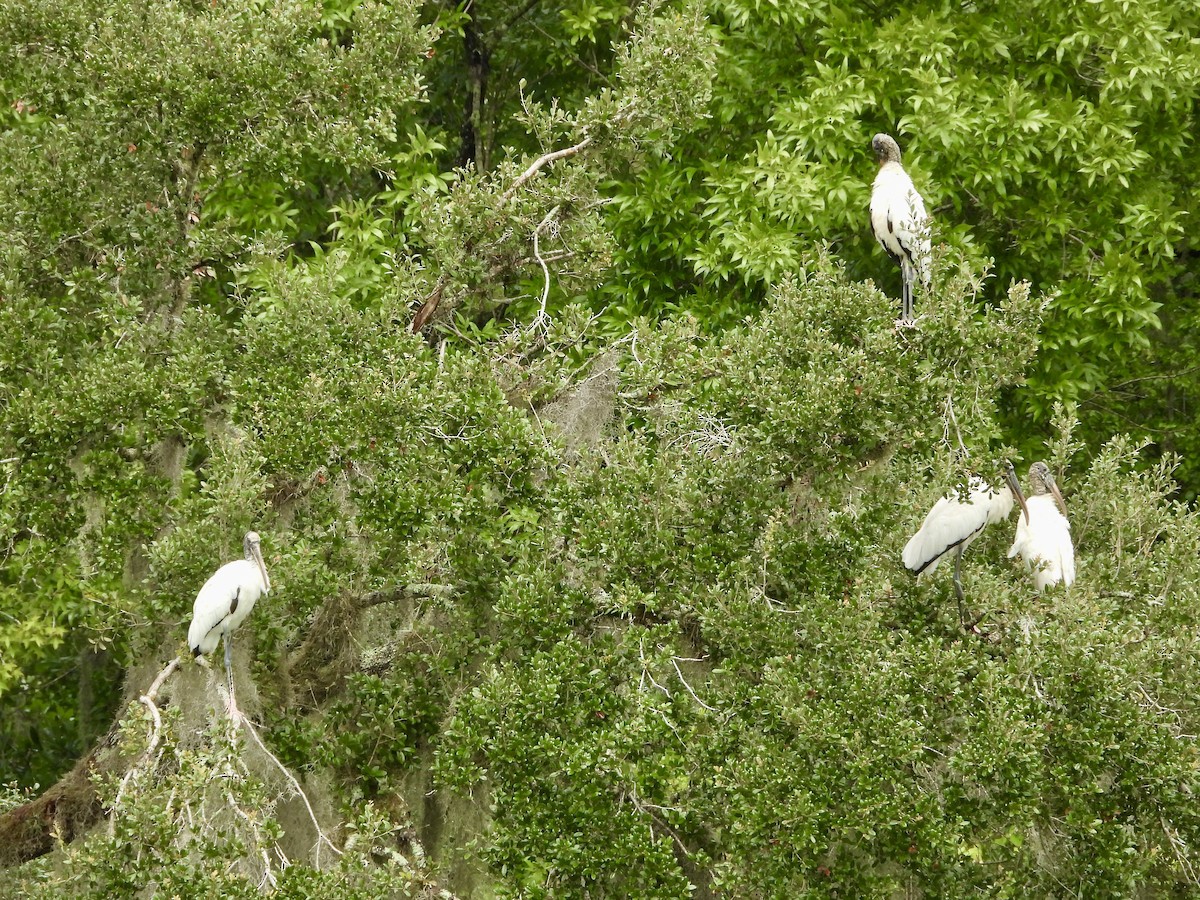 Wood Stork - ML638278389