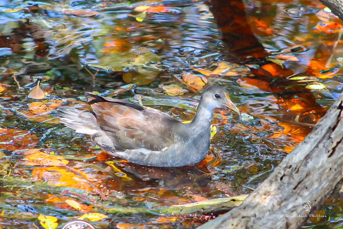Common Gallinule - ML638278395
