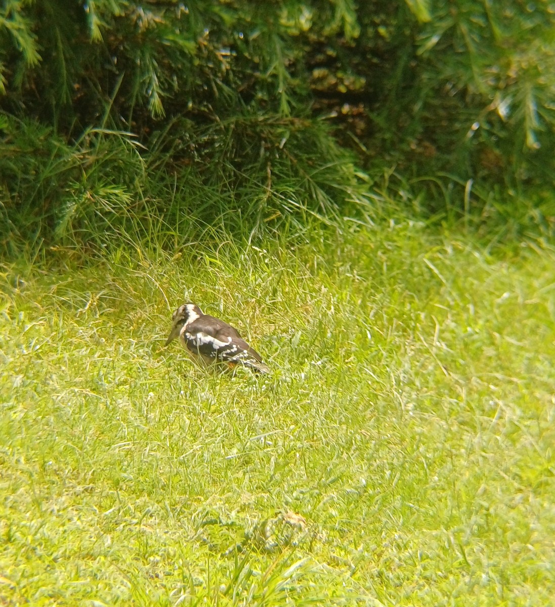 Himalayan Woodpecker - ML638278405